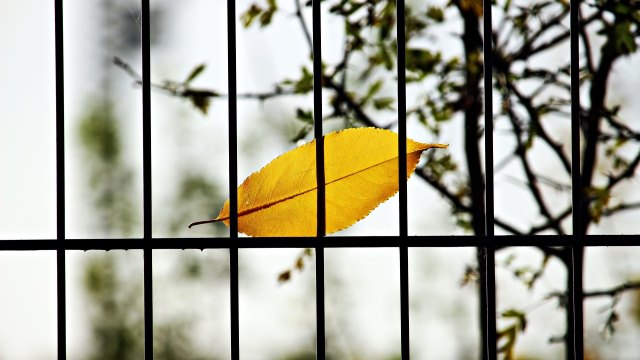 yellow leaf