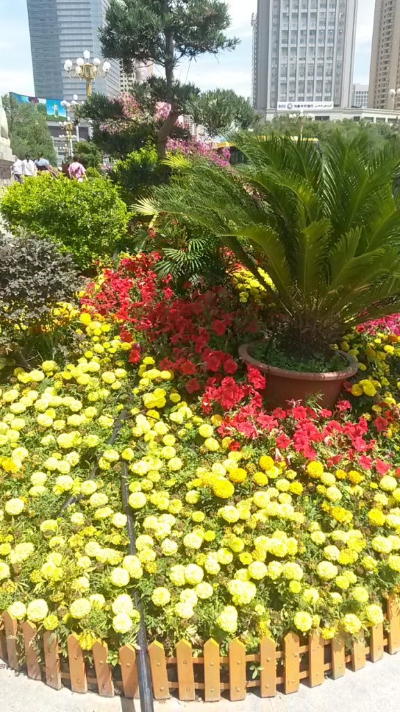 Patriotic display of red and yellow border flowers in the center of Urumqi 2018.
