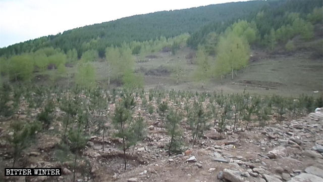 Some saplings have been planted on the site after the demolish of the lama temple